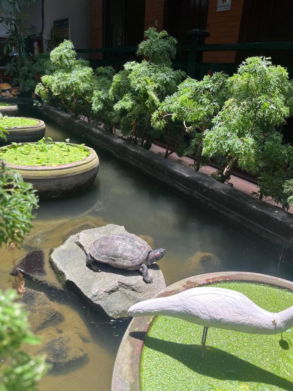 Jasmine Lodge Siem Reap Bagian luar foto